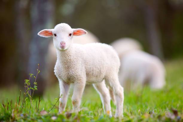 What does a lamb mean in your dream?