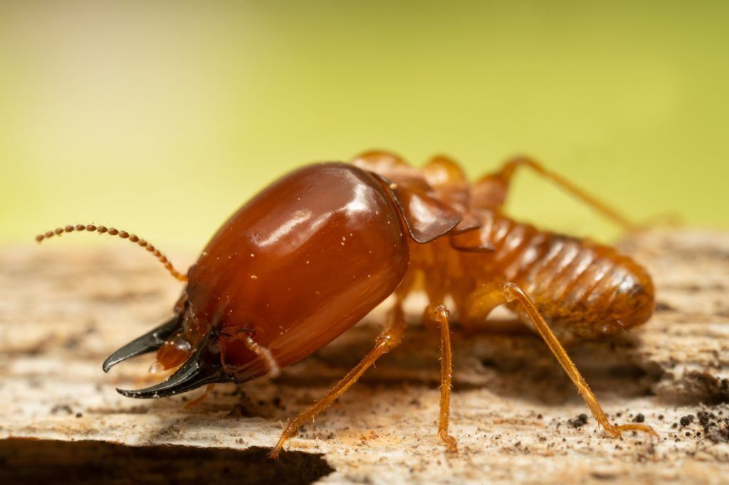 Termite Dreams: Hidden Warnings & Symbolic Meanings