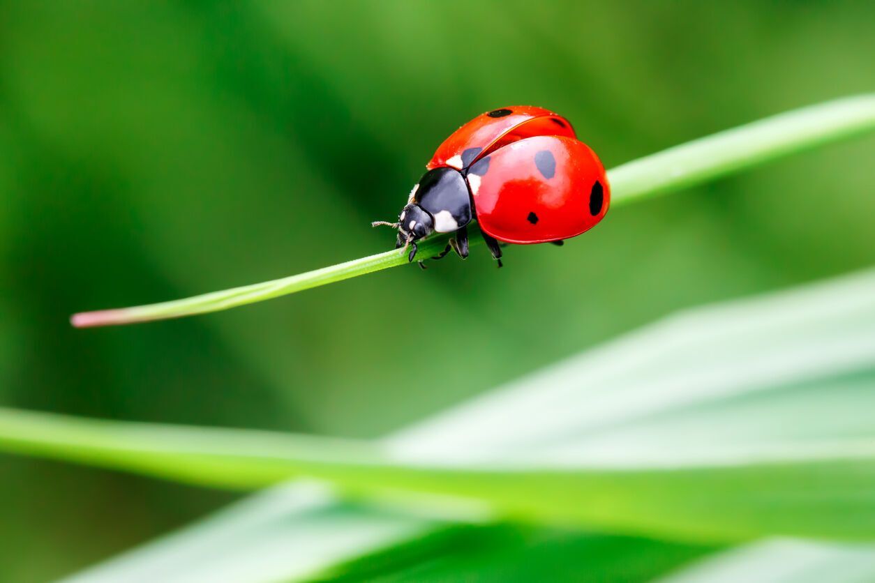 Ladybug Spirit Animal: Symbolism and Meaning