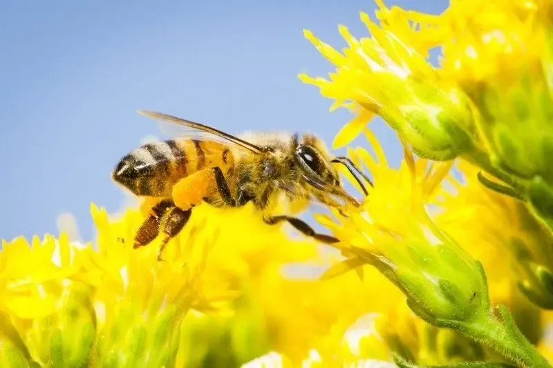 Bee Spirit Animal: What Does a Bee Symbolize?