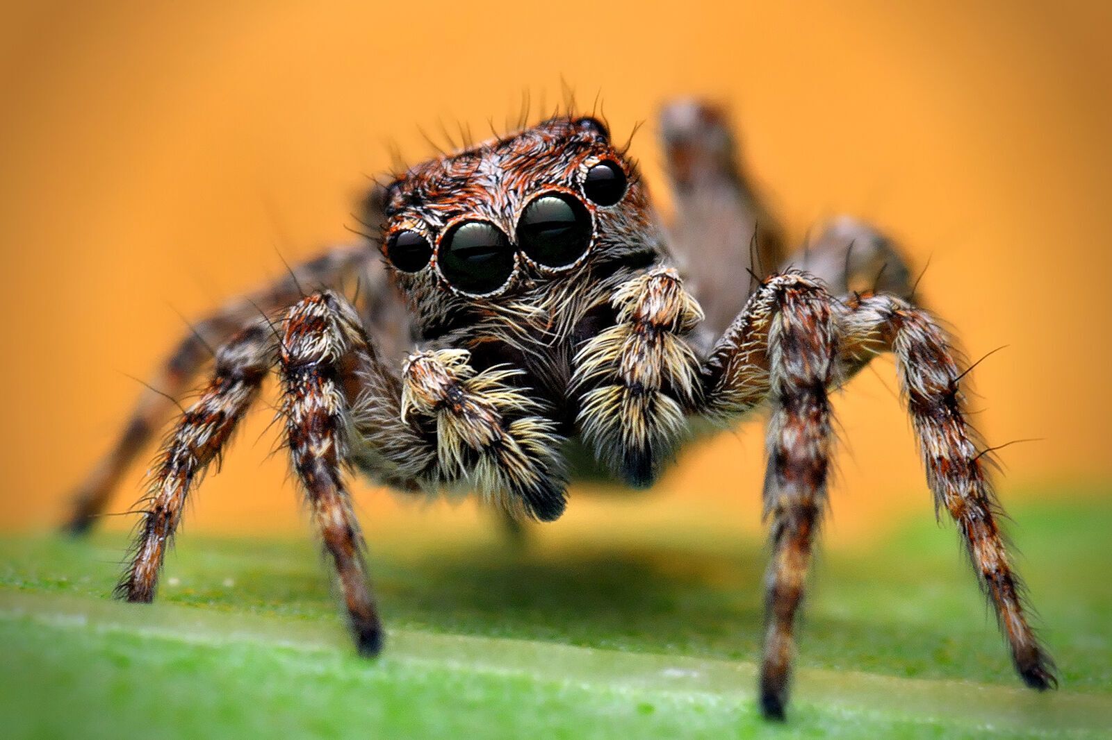 Spider Spirit Animal: What Does a Spider Symbolize? 