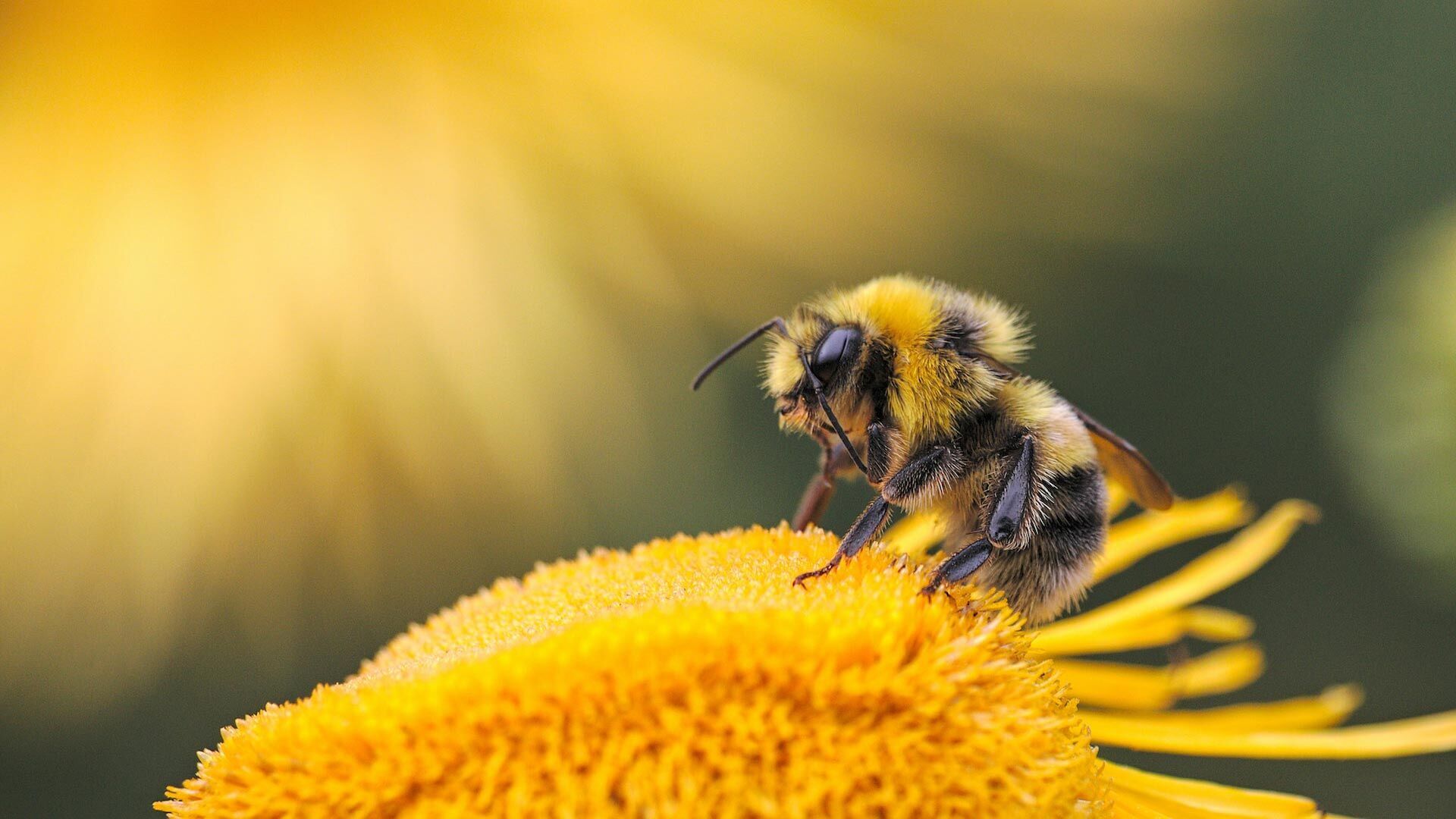 Bee Spirit Animal: What Does a Bee Symbolize?