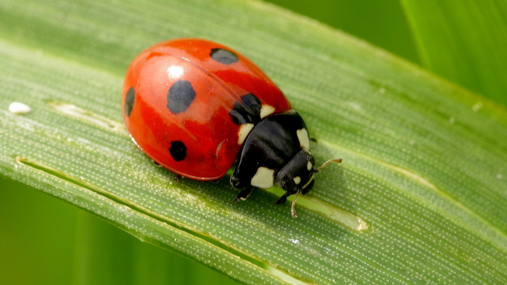 Ladybug Spirit Animal: Symbolism and Meaning