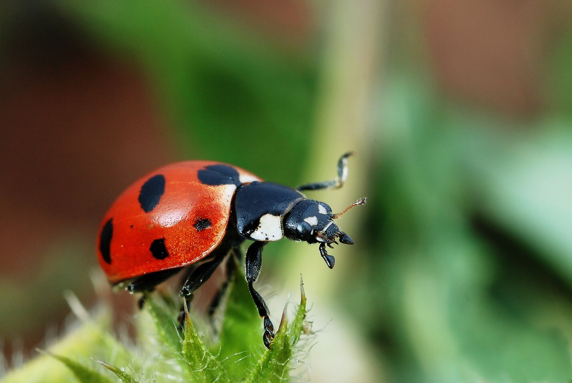 Ladybug Spirit Animal: Symbolism and Meaning