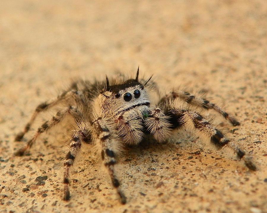 Spider Spirit Animal: What Does a Spider Symbolize? 