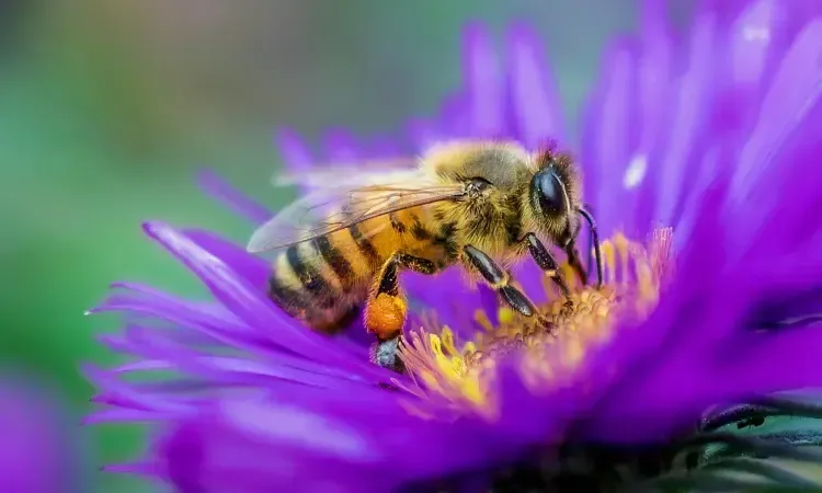 Bee Spirit Animal: What Does a Bee Symbolize?