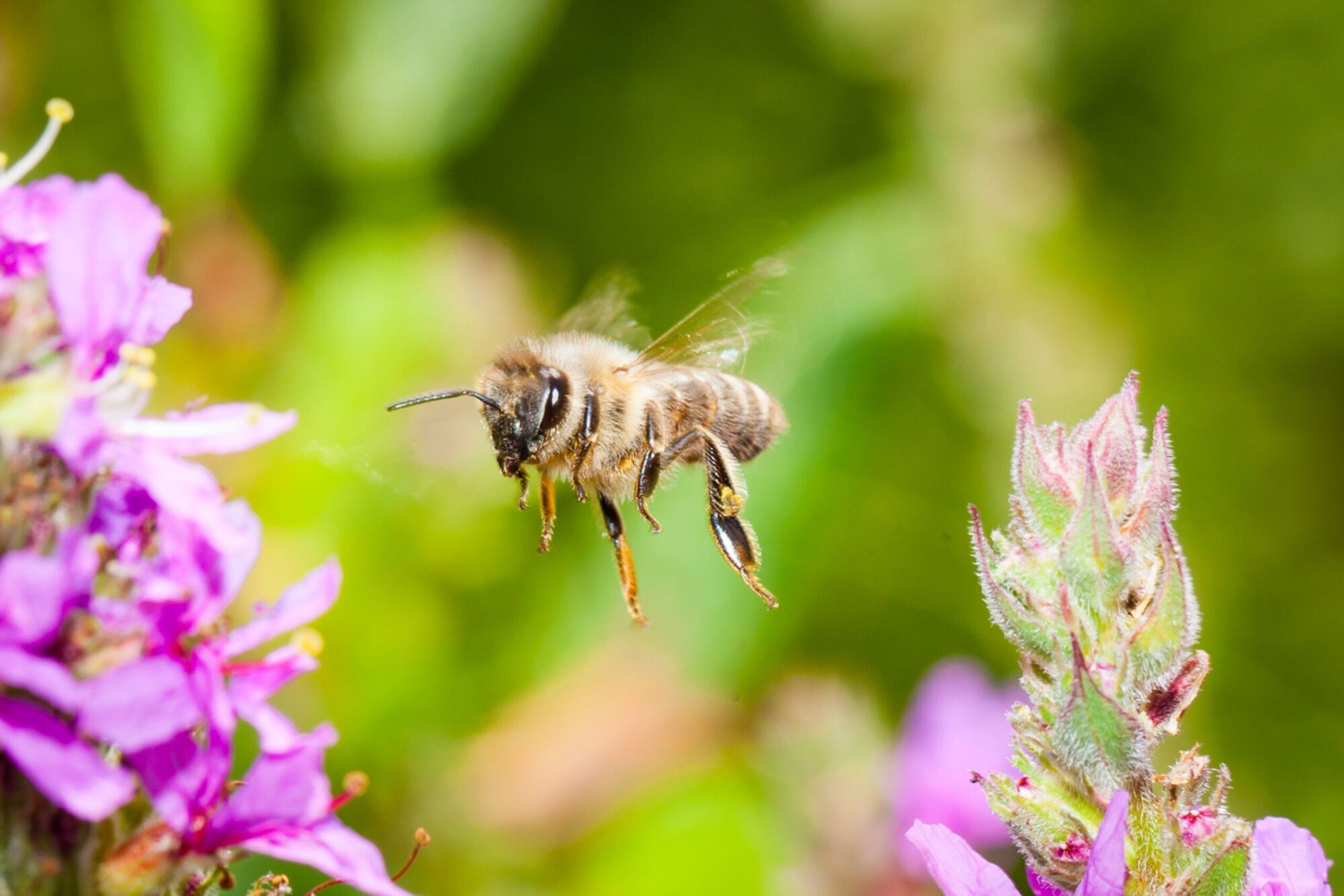 Bee Spirit Animal: What Does a Bee Symbolize?