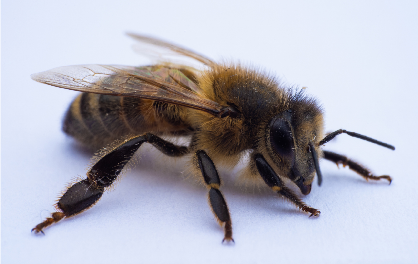 Bee Spirit Animal: What Does a Bee Symbolize?