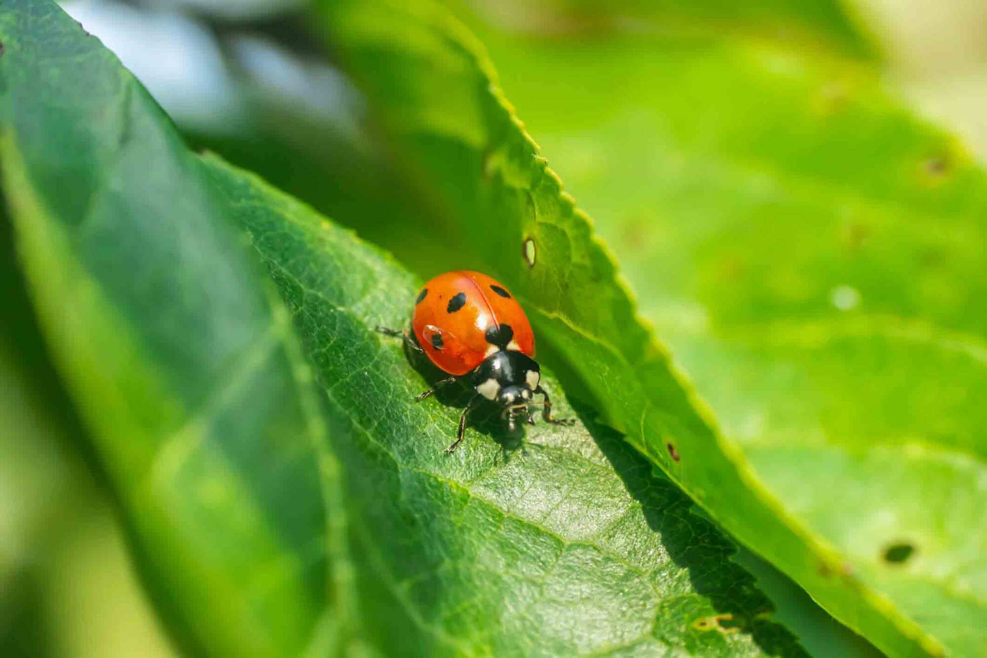 Ladybug Spirit Animal: Symbolism and Meaning