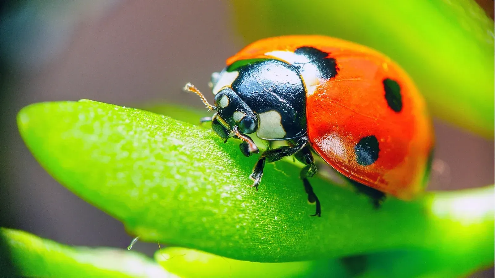 Ladybug Spirit Animal: Symbolism and Meaning