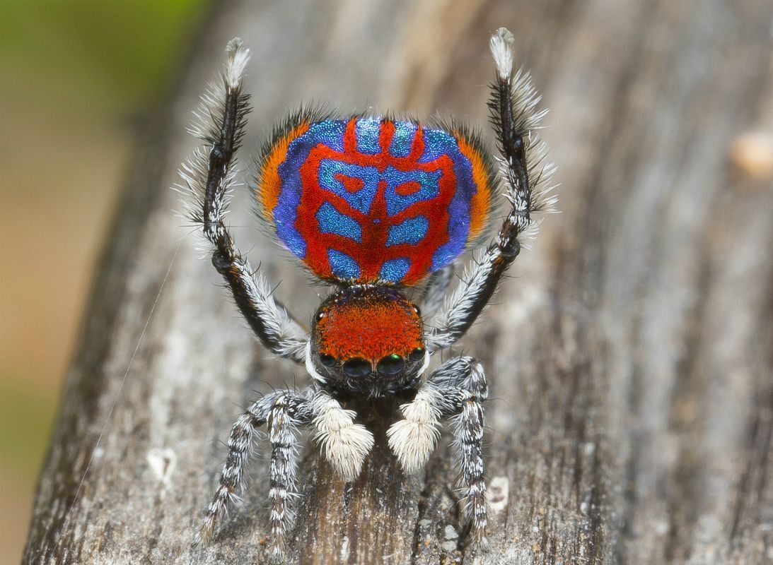 Spider Spirit Animal: What Does a Spider Symbolize? 