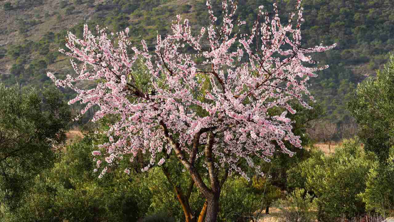 Almond Dream Meanings and Symbolism