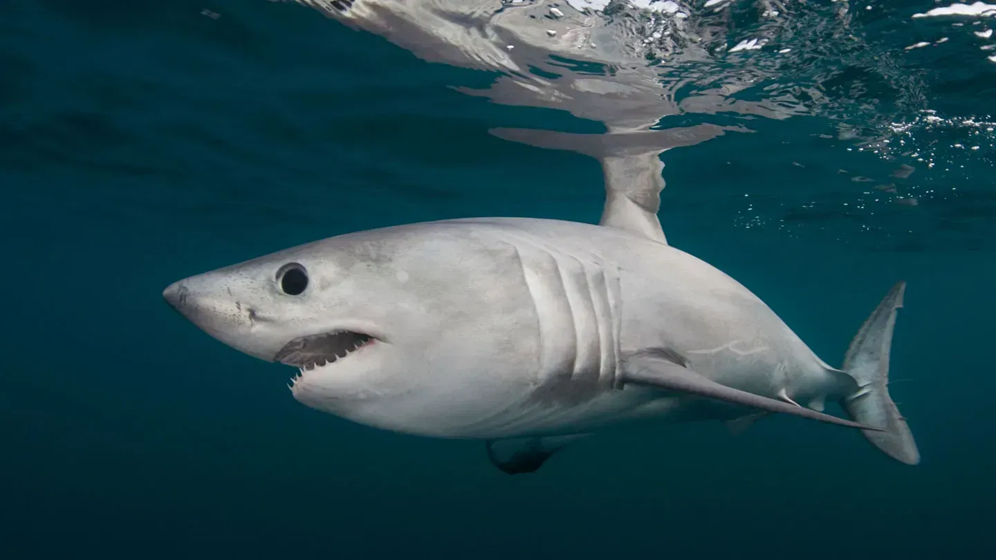 Shark Spirit Animal: What Does a Shark Symbolize?