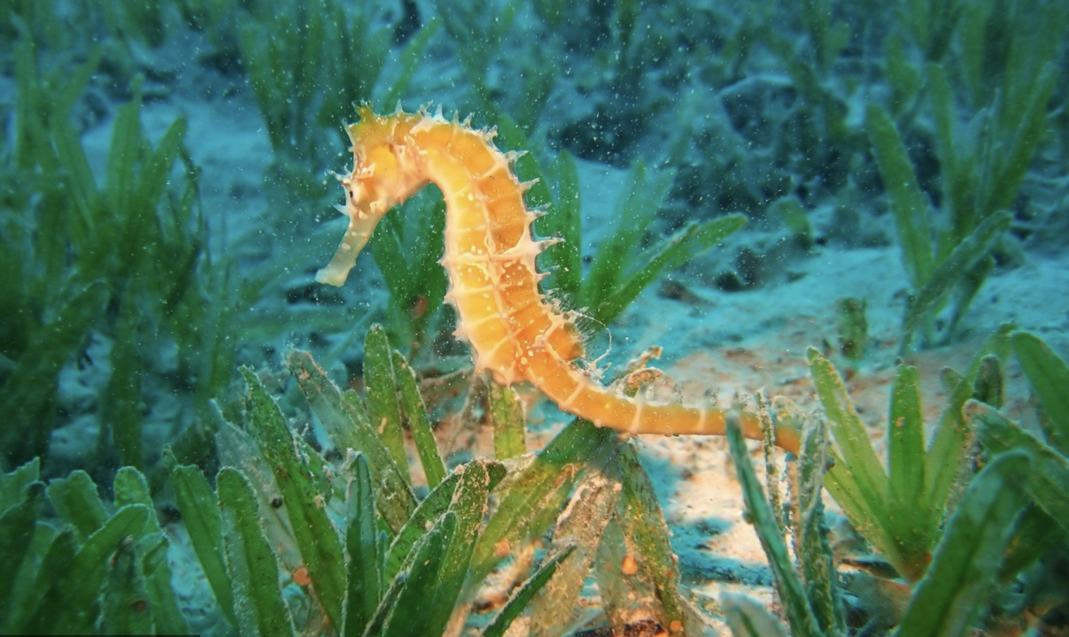 Seahorse Spirit Animal: Symbolism and Spiritual Significance