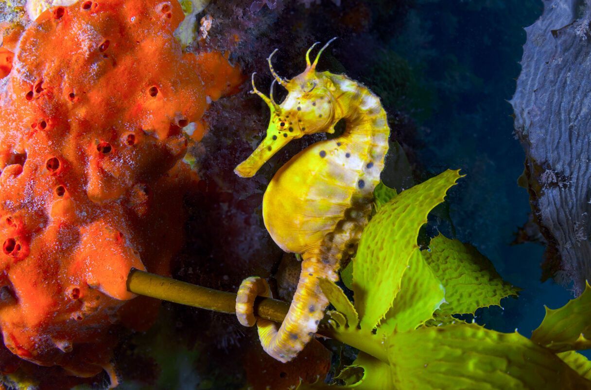 Seahorse Spirit Animal: Symbolism and Spiritual Significance