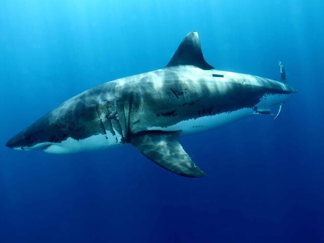 Shark Spirit Animal: What Does a Shark Symbolize?