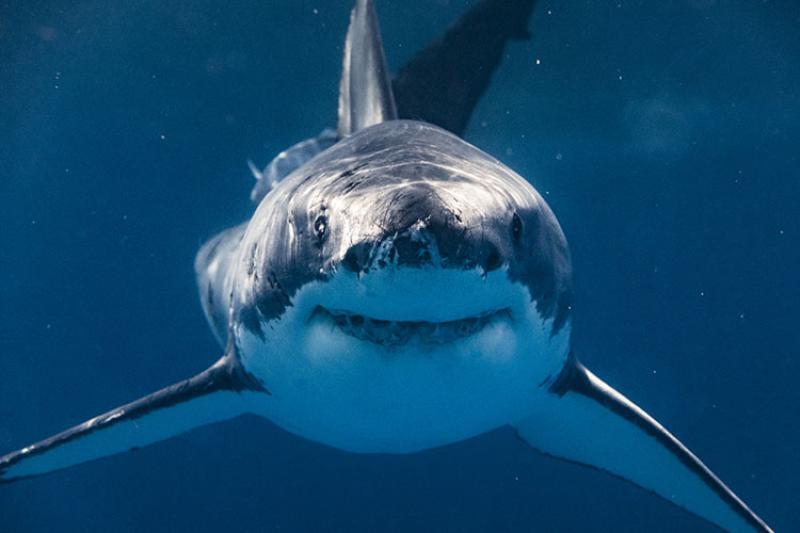 Shark Spirit Animal: What Does a Shark Symbolize?