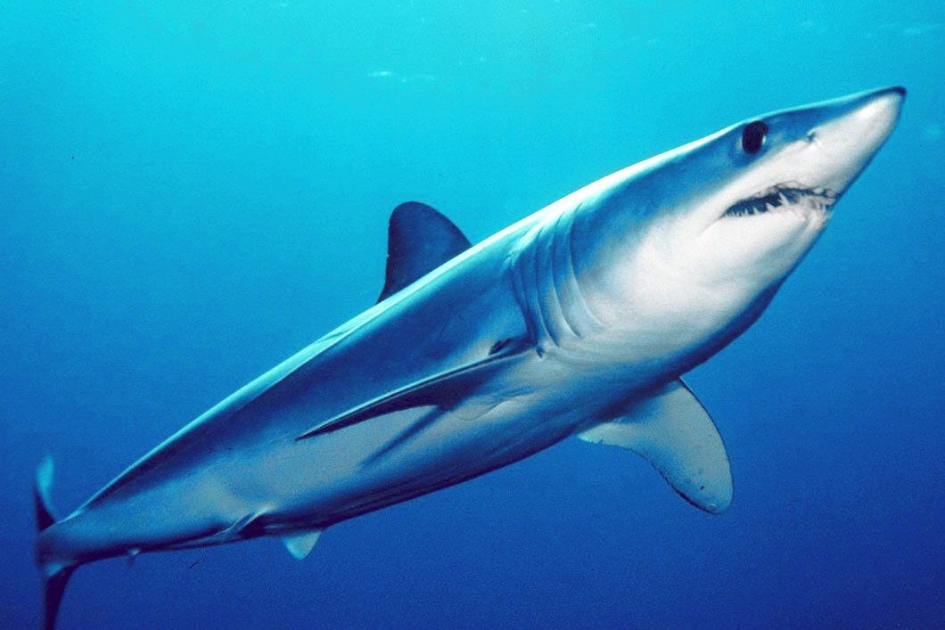 Shark Spirit Animal: What Does a Shark Symbolize?