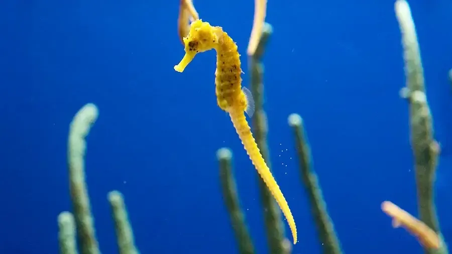 Seahorse Spirit Animal: Symbolism and Spiritual Significance