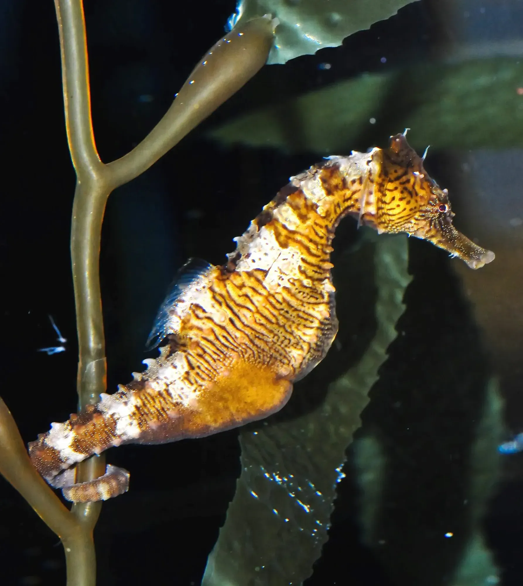 Seahorse Spirit Animal: Symbolism and Spiritual Significance