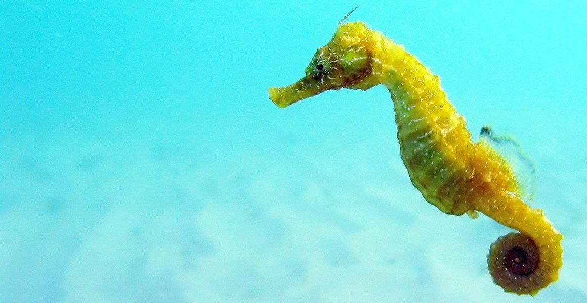 Seahorse Spirit Animal: Symbolism and Spiritual Significance