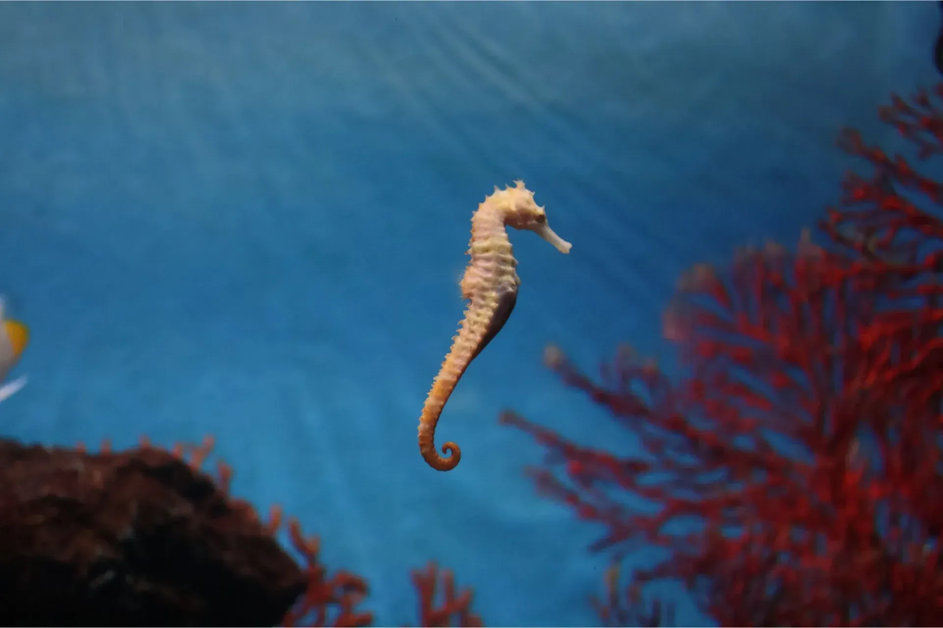 Seahorse Spirit Animal: Symbolism and Spiritual Significance