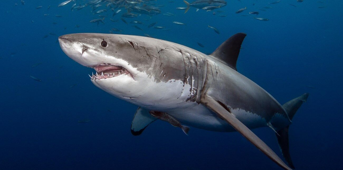 Shark Spirit Animal: What Does a Shark Symbolize?