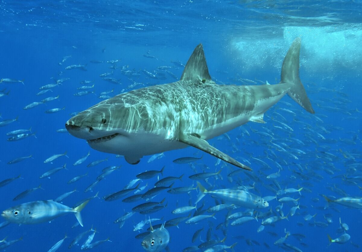 Shark Spirit Animal: What Does a Shark Symbolize?