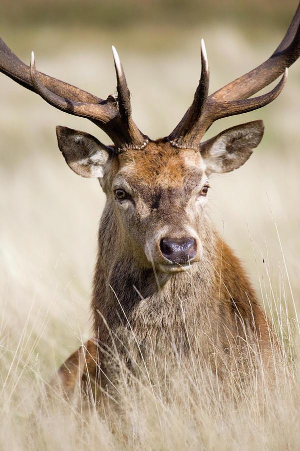 Deer Spirit Animal: What Does a Deer Symbolize?