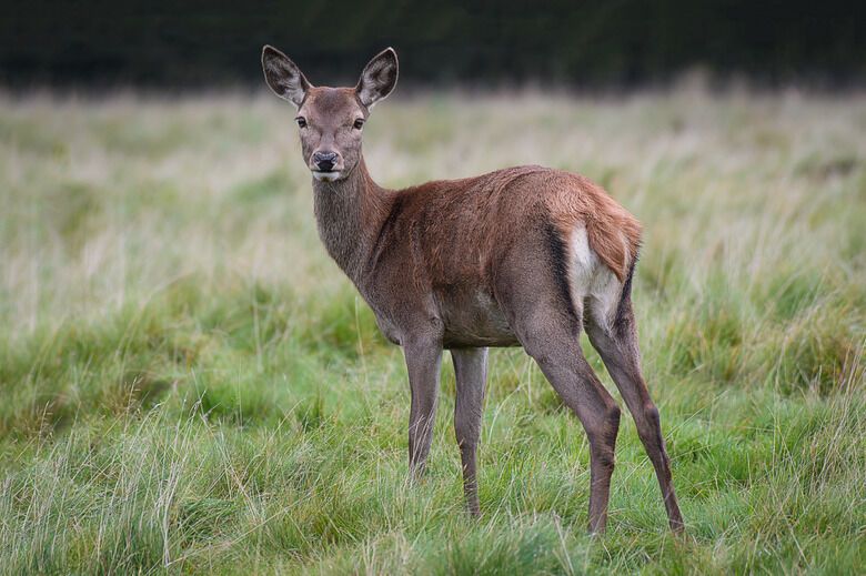 Deer Spirit Animal: What Does a Deer Symbolize?