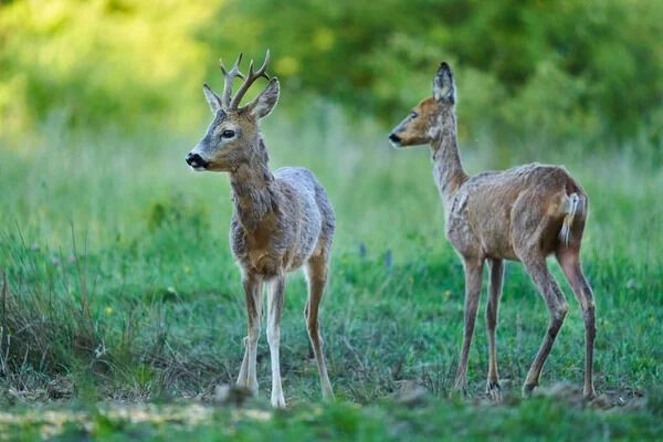 Deer Spirit Animal: What Does a Deer Symbolize?