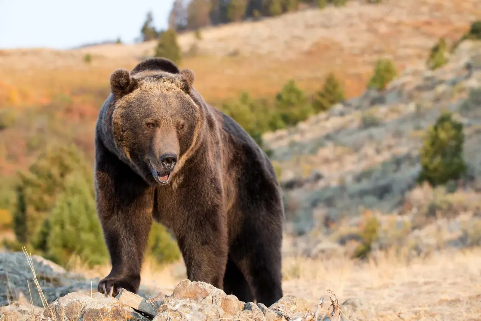 Bear Spirit Animal: What Does a Bear Symbolize?