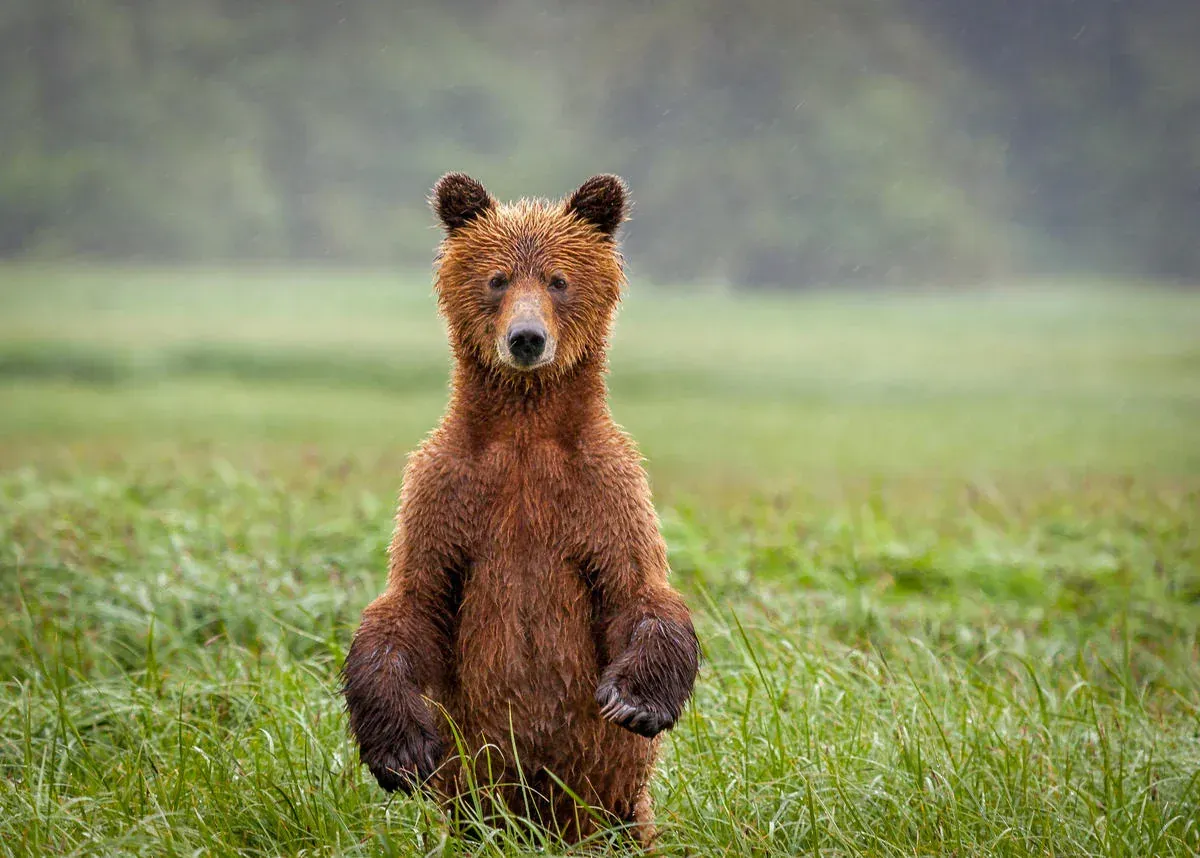 Bear Spirit Animal: What Does a Bear Symbolize?