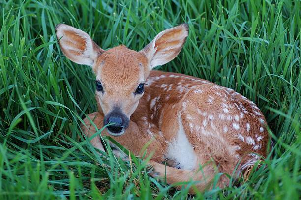 Deer Spirit Animal: What Does a Deer Symbolize?