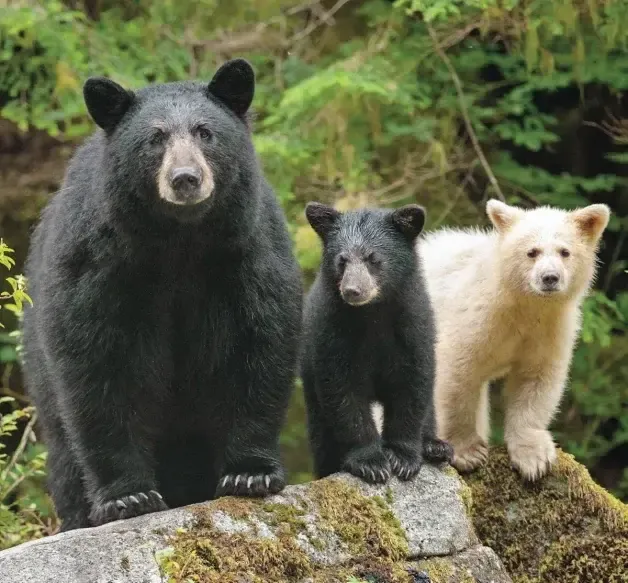 Bear Spirit Animal: What Does a Bear Symbolize?