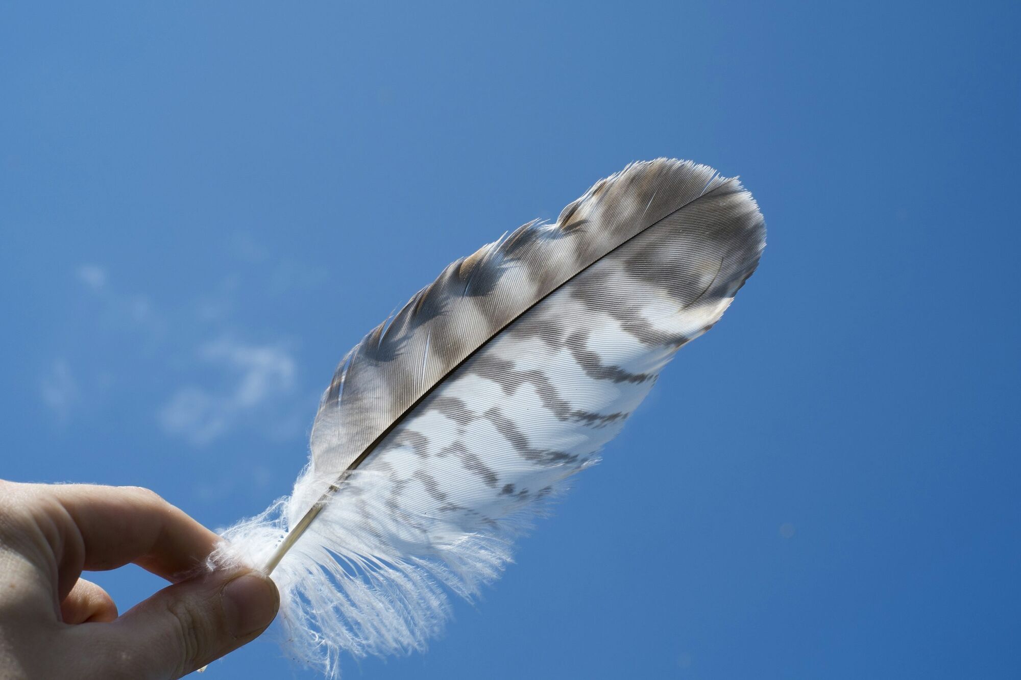 11 Spiritual Meanings of Finding Feathers