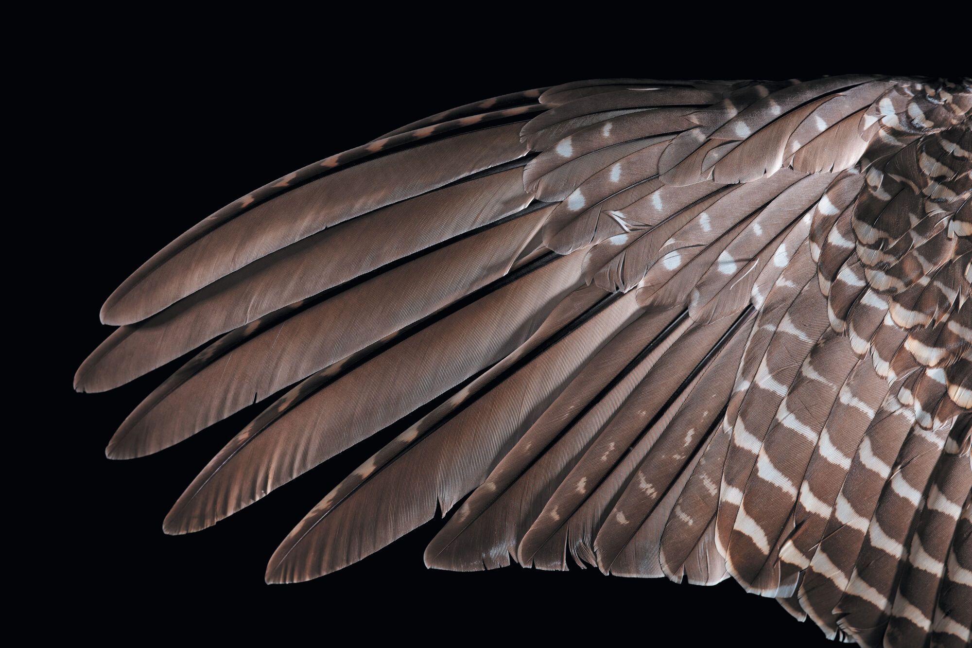 11 Spiritual Meanings of Finding Feathers