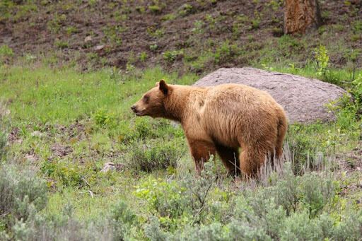 Bear Spirit Animal: What Does a Bear Symbolize?