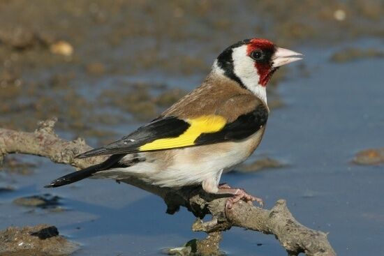 Goldfinch Spirit Animal: What Does a Goldfinch Symbolize