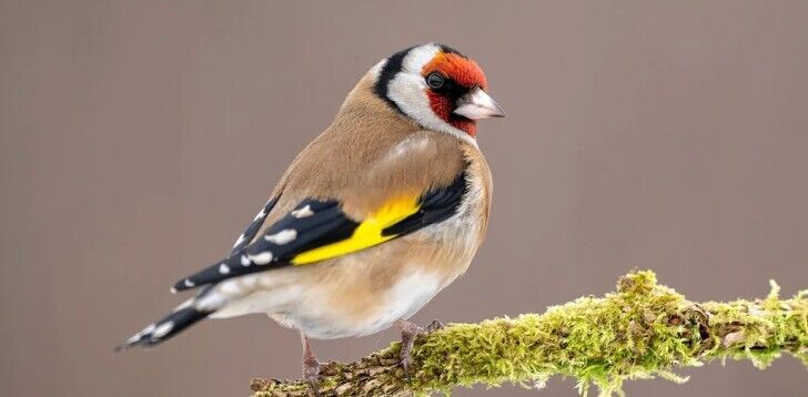 Goldfinch Spirit Animal: What Does a Goldfinch Symbolize