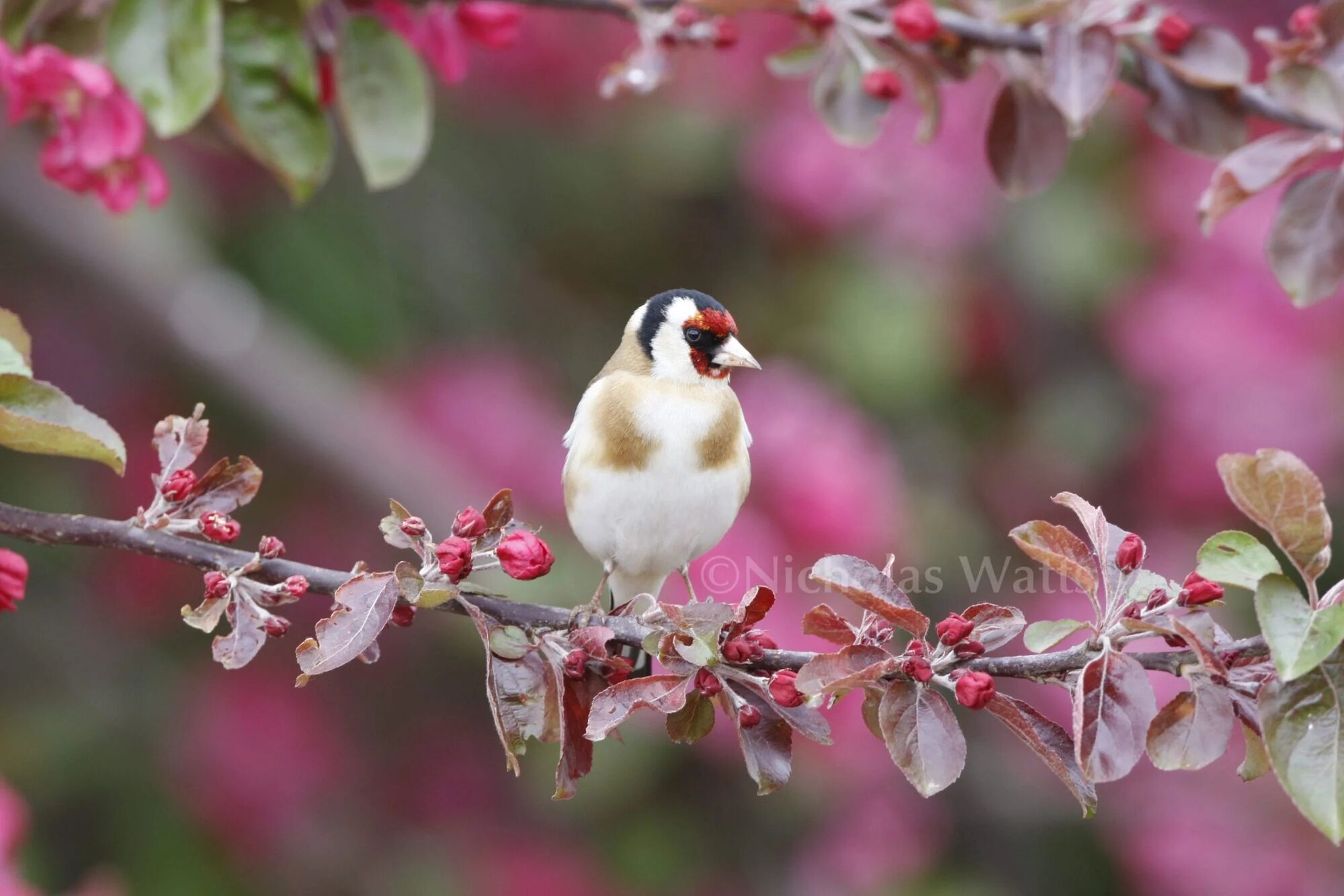 Goldfinch Spirit Animal: What Does a Goldfinch Symbolize