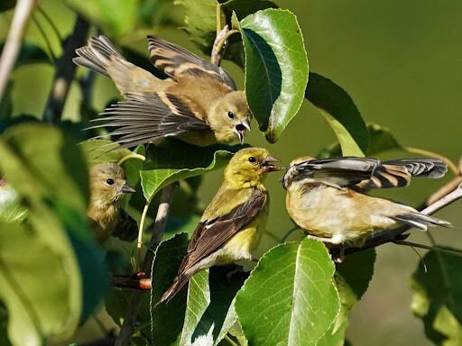 Goldfinch Spirit Animal: What Does a Goldfinch Symbolize