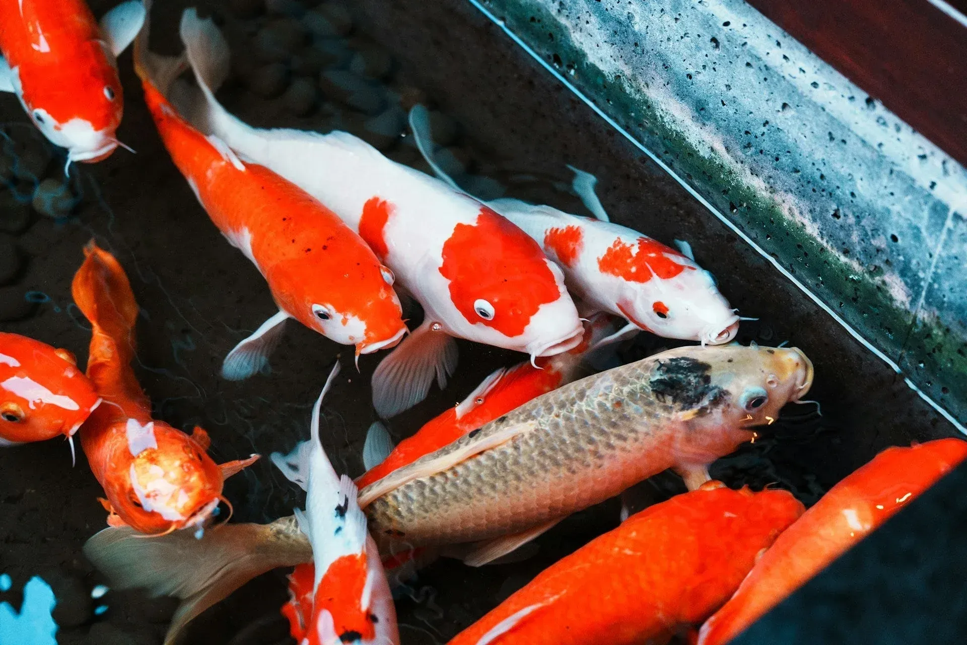 What does it mean to dream of koi fish?