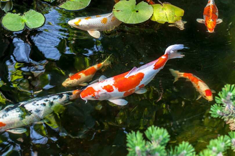 What does it mean to dream of koi fish?