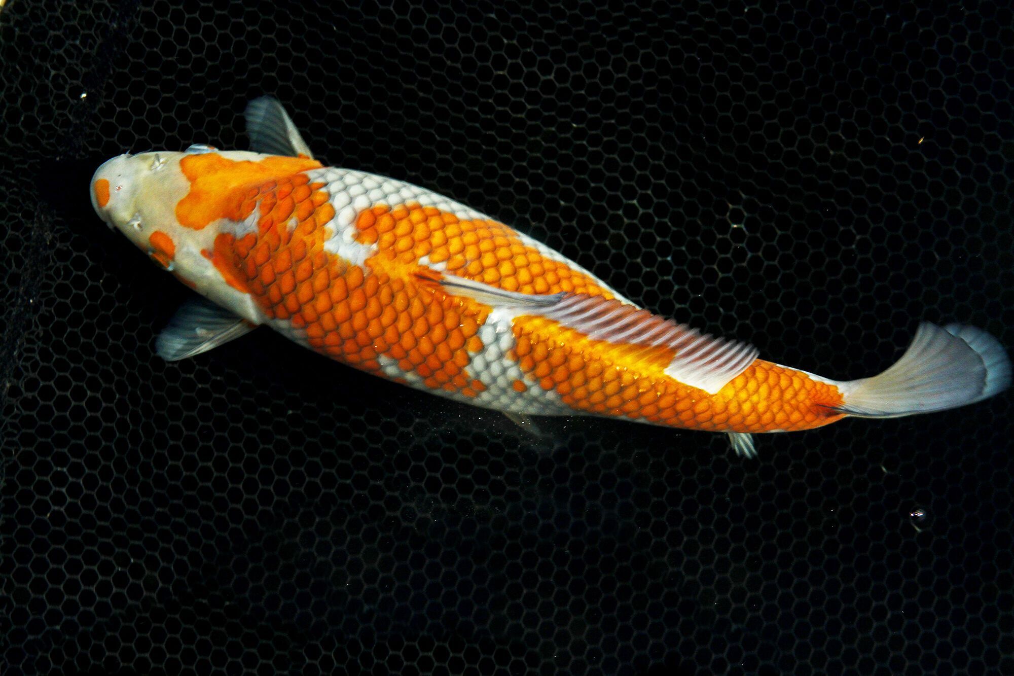 What does it mean to dream of koi fish?