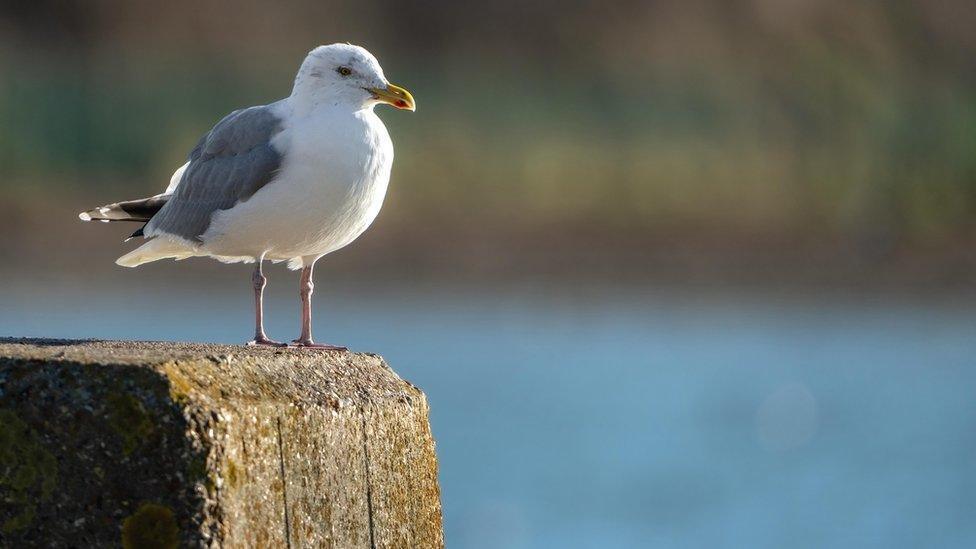 Seagull Spirit Animal: What Does a Seagull Symbolize?