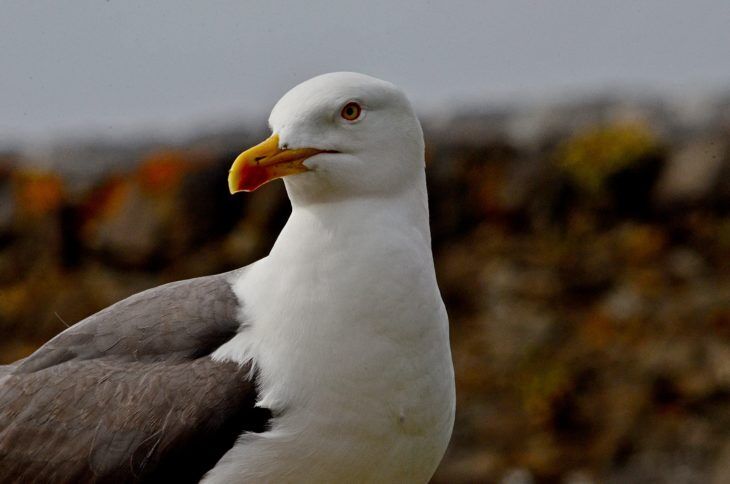 Seagull Spirit Animal: What Does a Seagull Symbolize?