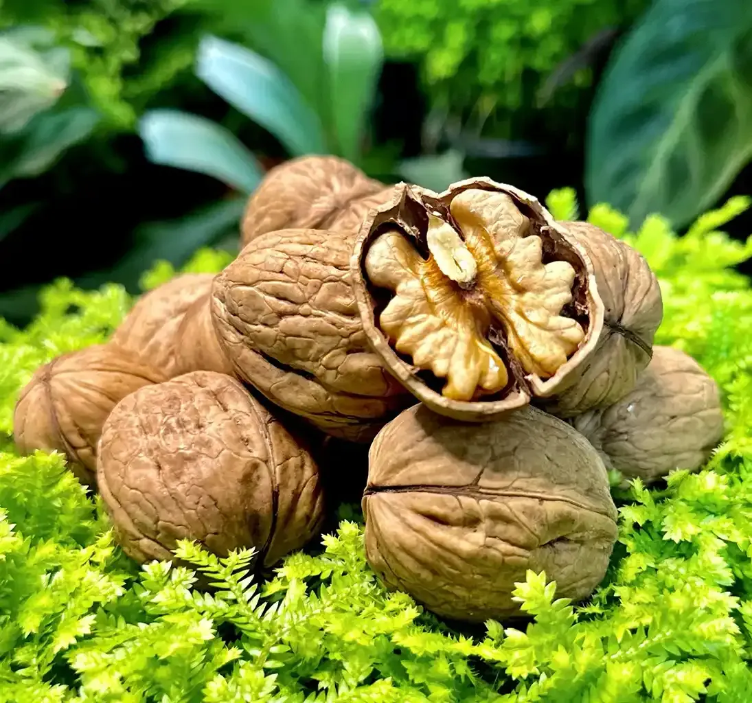 What Do Walnuts Mean in Your Dream?