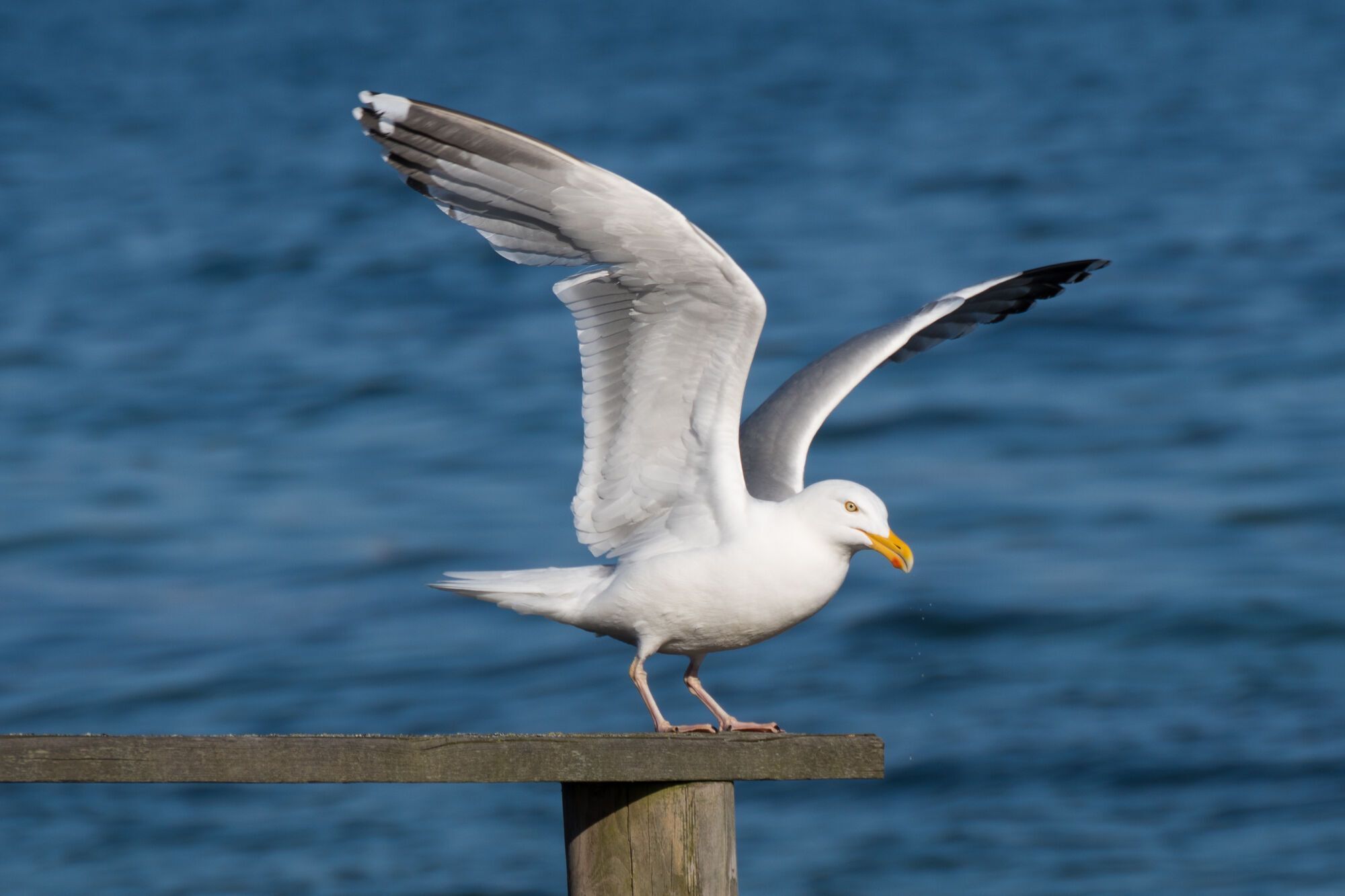 Seagull Spirit Animal: What Does a Seagull Symbolize?