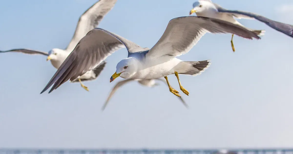 Seagull Spirit Animal: What Does a Seagull Symbolize?